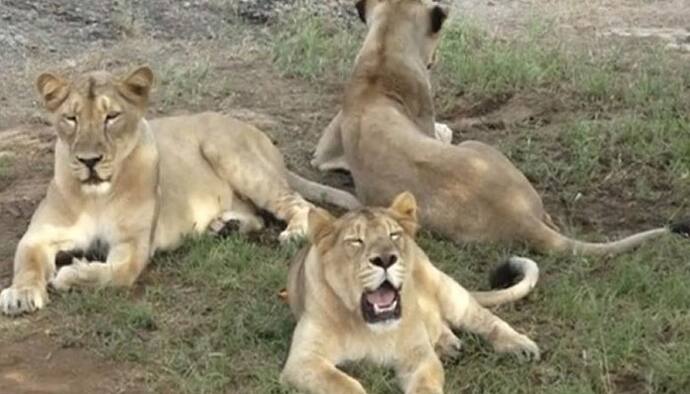 gir lions