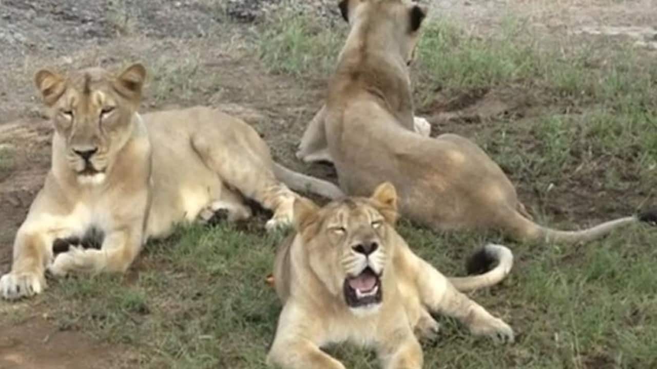 gir lions