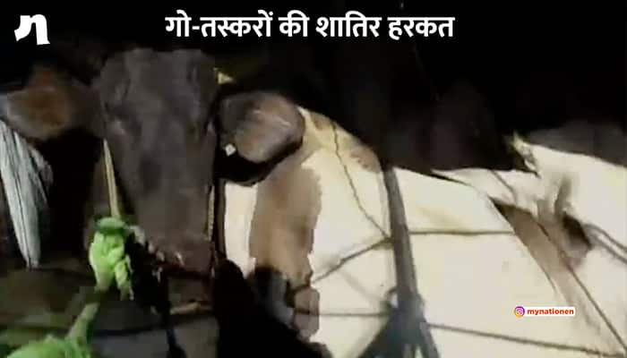 cow smuggler arrested yamunanagar haryana police