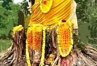 Tamil Nadu Cyclone Vardah-hit 30-year-old banyan tree gets back life