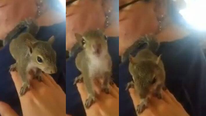 Orlando airport...Flight emotional support squirrel removed