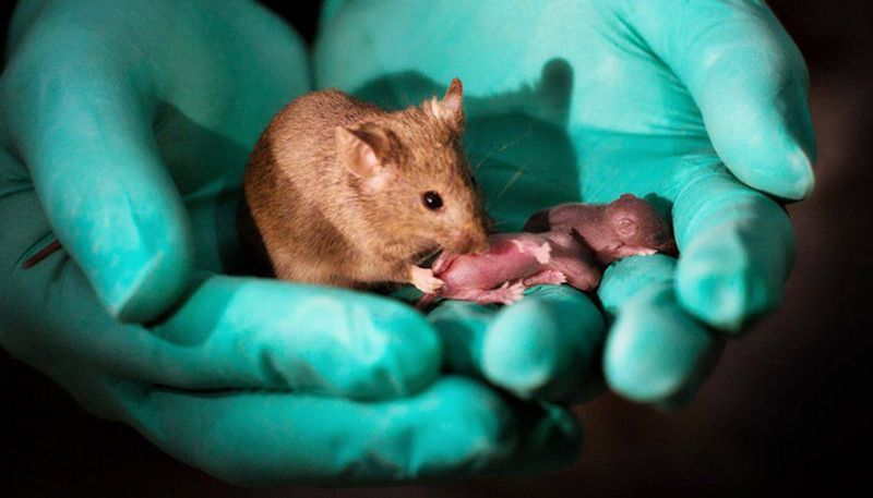 Same sex mice have babies in research lab