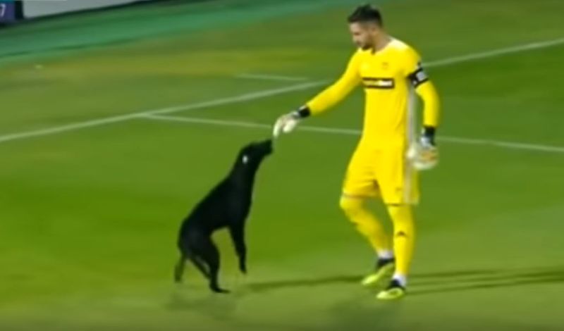 Match Dog Enters the football Field in Georgia professional match