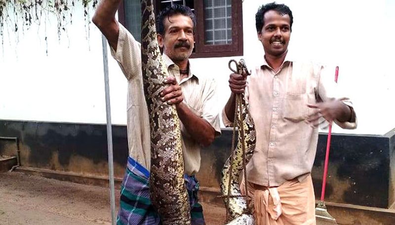 വീട്ടില്‍ നിന്നും മലമ്പാമ്പിനെ പിടികൂടി - malambabu in home - Asianet ...