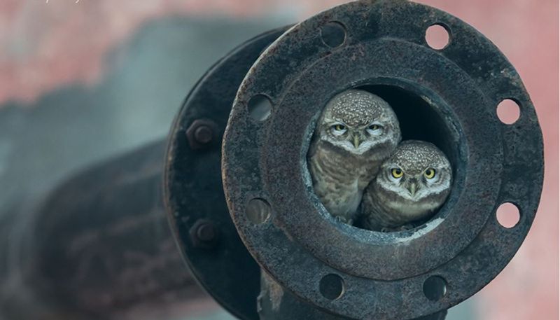 Owls smuggling from karnataka to telangana