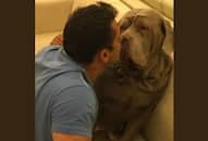 Salman Khan pet dog Mylove Myson Myjaan celebrity pets Neapolitan Mastiff