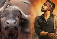 A group of youths sacrifice buffalo calf for film success The Villian