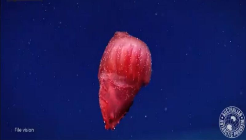 "headless chicken monster" or Enypniasties eximia, spotted recently in the Southern Ocean