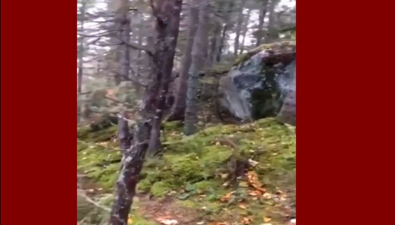 The ground looks like it's breathing in this Quebec forest