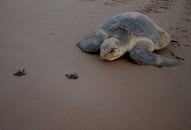 600 Olive Ridley turtles wash ashore: Are we failing the endangered?