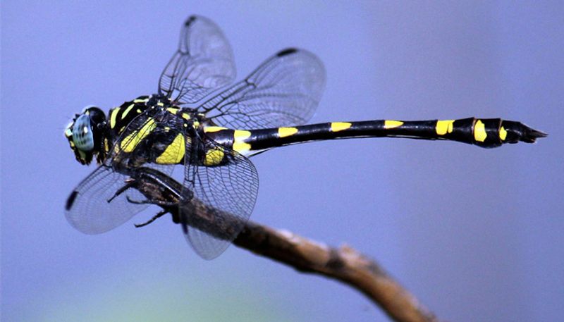 Nature warns of pollution Thrissur Kole Wetlands has a huge increase in the number of Brachythemis contaminata