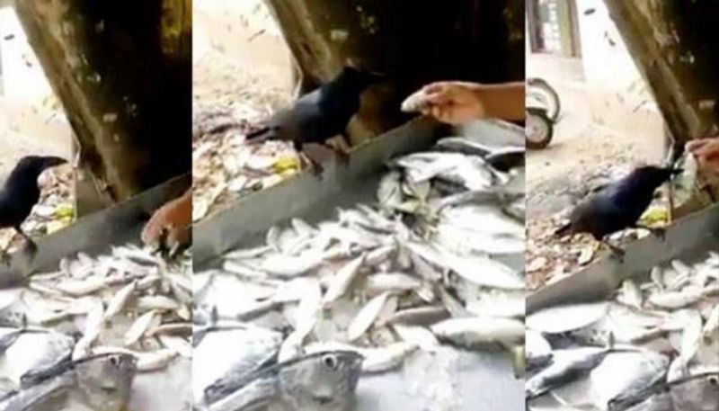 Viral video crow demand fish from seller