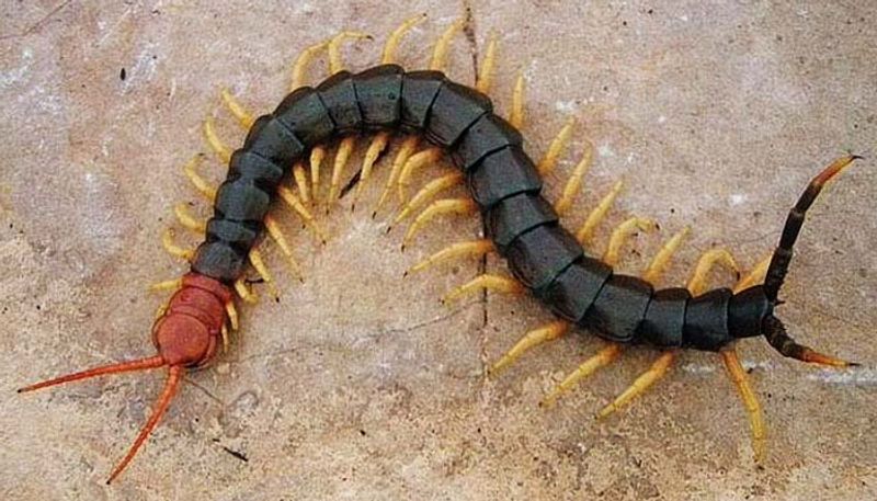 reasons behind why centipedes or puran should not be killed in tamil mks