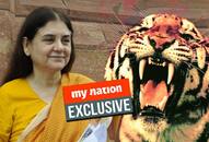 Tigress Avni case Wildlife vets combine evidence missing links after BJP leader Maneka Gandhi offers to help