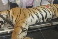 Tigress Avni was killed unethically: Conservation body submits report