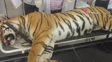 Tigress Avni was killed unethically: Conservation body submits report