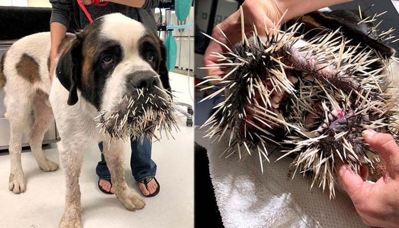 porcupine attack dog injures severely