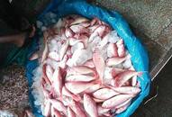 Goa ban formalin-laced fish from Karnataka other states