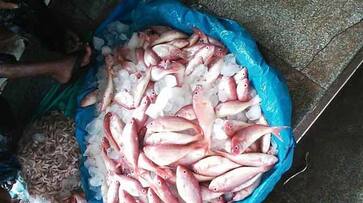 Goa ban formalin-laced fish from Karnataka other states