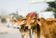 bjp-telangana-manifesto-pledges-free-distribution-of-one-lakh-cows-in-state