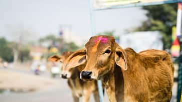 bjp-telangana-manifesto-pledges-free-distribution-of-one-lakh-cows-in-state