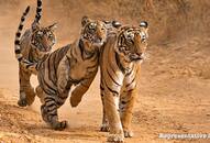 Number of tigers are increasing