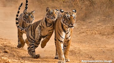 Number of tigers are increasing