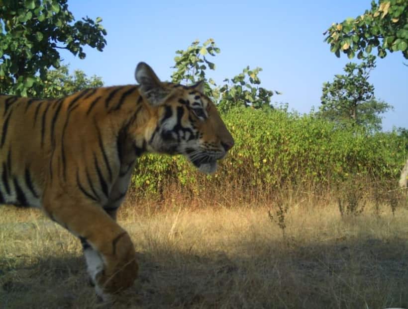 Tigress Avni’s female cub captured by forest officials in Maharashtra