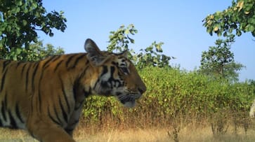 Tigress Avni's cubs spotted on camera trap, alive and healthy