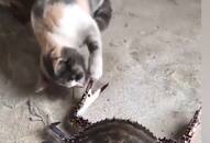 dumb cat smart crab