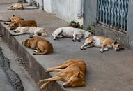 1,000 kg dog meat Rajasthan seized Chennai