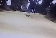 Leopard in airport