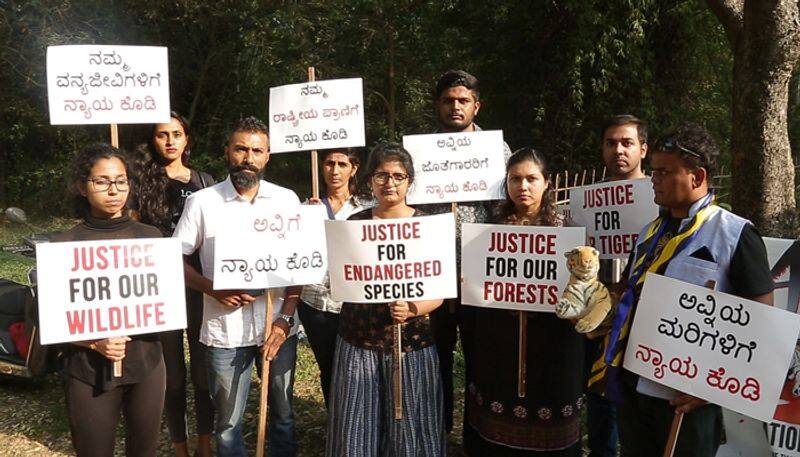 Tigress Avni Bengaluru Protest Justice for Avni Tiger