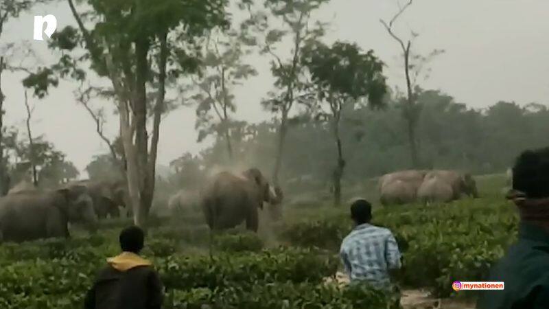 Elephants vandalise murphulani tea garden in Assam's Golaghat