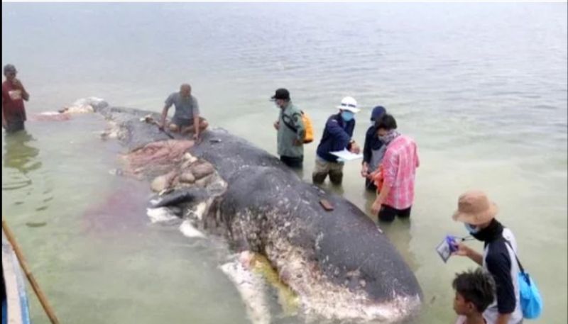 Dead whale found with 13 pounds of plastic in its stomach