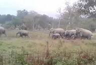 Assam wild elephants human wildlife conflict Golaghat destruction houses