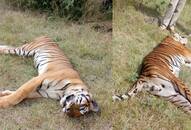 Two tigers found dead in Bandipur, Nagarhole Tiger Reserve under mysterious circumstances