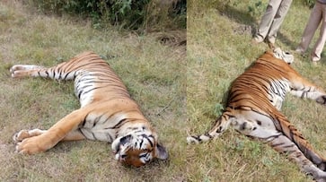 Two tigers found dead in Bandipur, Nagarhole Tiger Reserve under mysterious circumstances