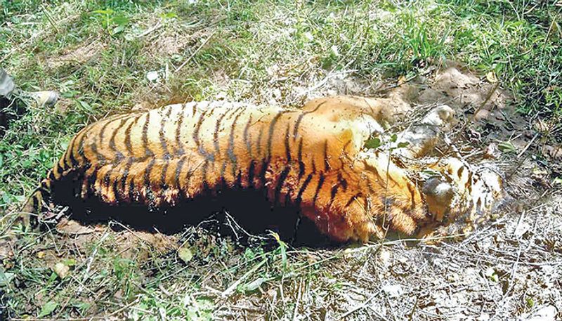 Two tigers found dead in Bandipur nagarahole reserve forest