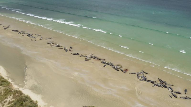 Mass whale stranding on Stewart Island