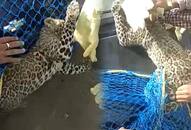 Shimla wildlife officials capture leopard cub