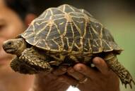 50 smuggled star tortoises rescued, brought to Karnataka from Singapore