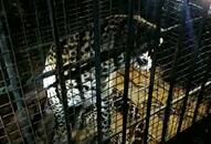 Two leopards caught in a month from Karnataka's Kolar district