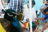 Stray dog attacks peacock in Tamil Nadu's Erode district