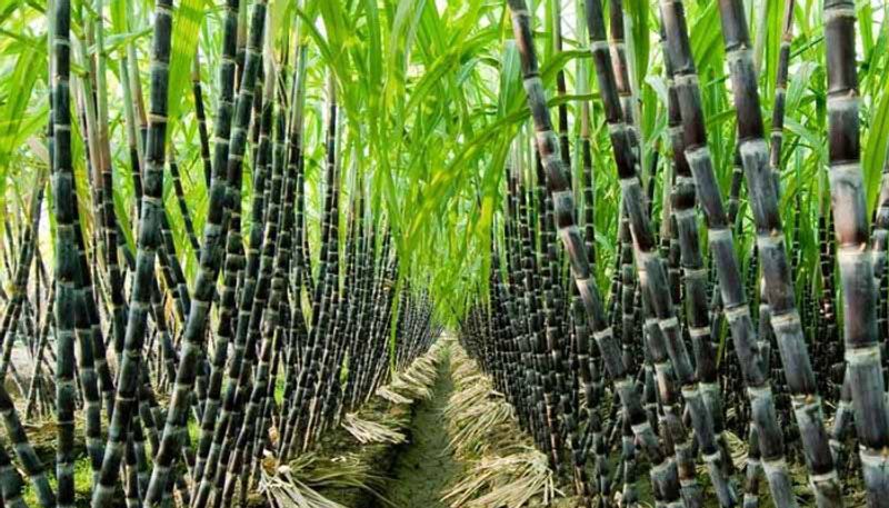 problems for sugarcane farmers of Dharwad district gow