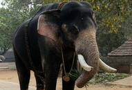 Kerala gets first DNA database of captive elephants