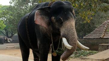 Kerala gets first DNA database of captive elephants