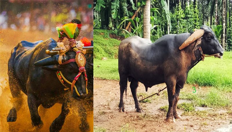 story of Kambala rocket moda