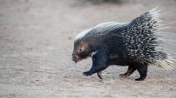 Kasargod man dies in tunnel while attempting to catch porcupine