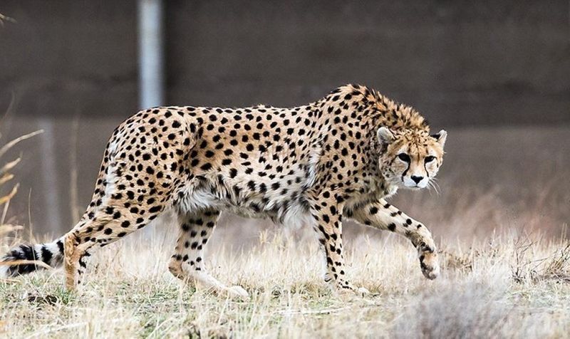 Young Man Dies for Leopard Attack in Gangavati in Koppal District grg